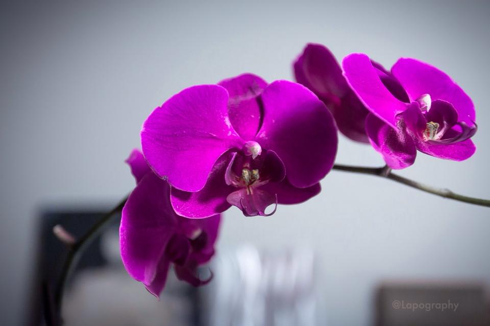 Vibrant purple orchids bloom, showcasing their delicate petals and intricate details against a softly blurred background.